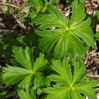 Trollius europaeus 'Lemon Supreme'
